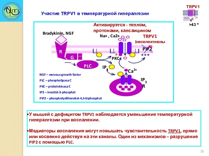 Участие TRPV1 в температурной гипералгезии У мышей с дефицитом TRPV1