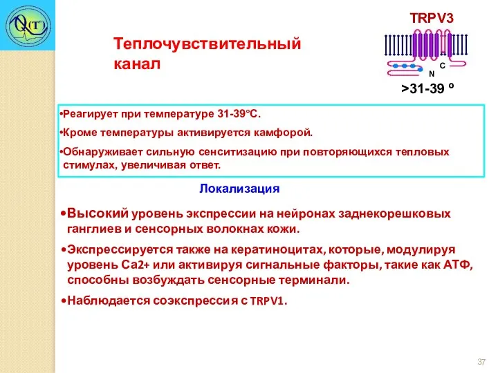 Реагирует при температуре 31-39°С. Кроме температуры активируется камфорой. Обнаруживает сильную