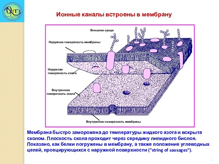 Мембрана быстро заморожена до температуры жидкого азота и вскрыта сколом.