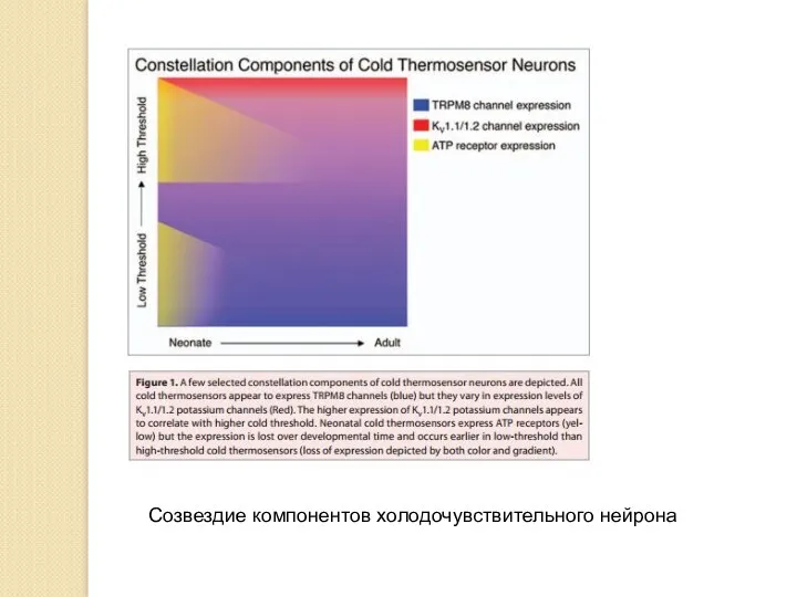 Созвездие компонентов холодочувствительного нейрона