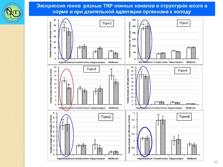 Экспрессия генов разных TRP ионных каналов в структурах мозга в