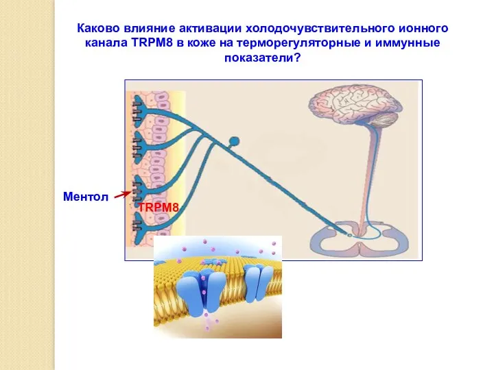 Каково влияние активации холодочувствительного ионного канала TRPM8 в коже на терморегуляторные и иммунные показатели?