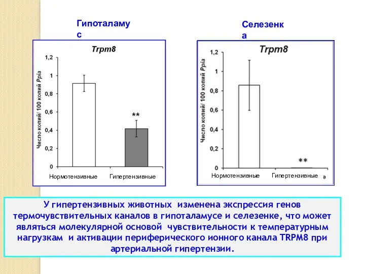 У гипертензивных животных изменена экспрессия генов термочувствительных каналов в гипоталамусе