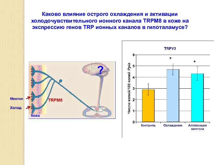 Каково влияние острого охлаждения и активации холодочувствительного ионного канала TRPM8