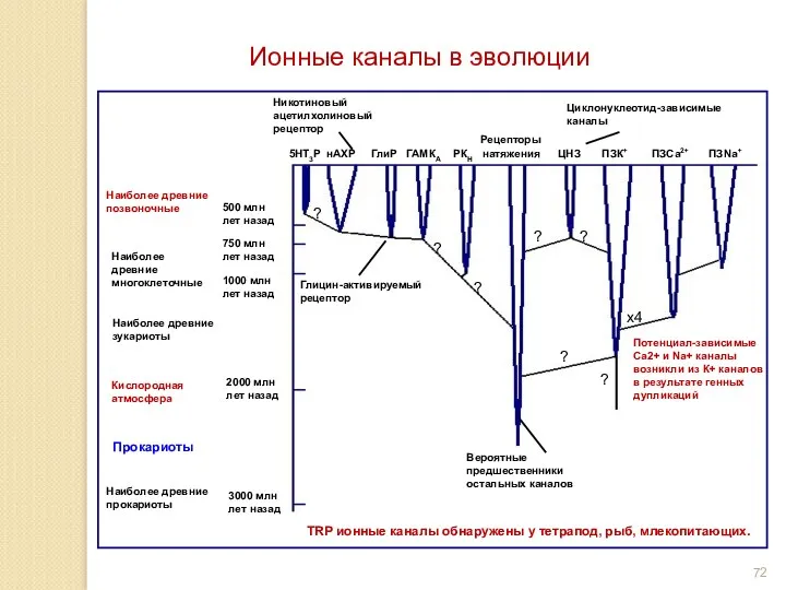 Ионные каналы в эволюции TRP ионные каналы обнаружены у тетрапод, рыб, млекопитающих.