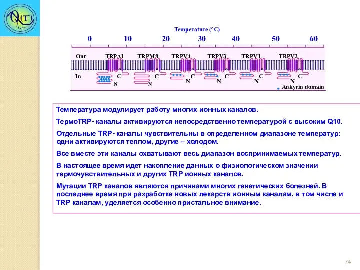 Температура модулирует работу многих ионных каналов. ТермоTRP- каналы активируются непосредственно