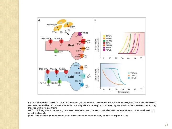 Figure 1.Temperature Sensitive (TRP) Ion Channels. (A) The cartoon illustrates