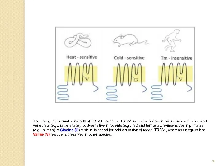 The divergent thermal sensitivity of TRPA1 channels. TRPA1 is heat-sensitive