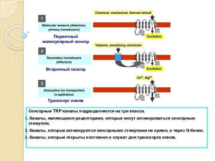 Fig. 1 Diagram portraying 3 different molecular roles of TRP