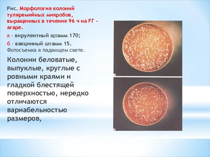 Рис. Морфология колоний туляремийных микробов, выращенных в течение 96 ч