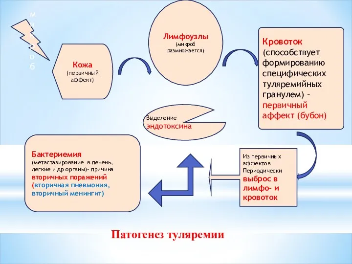 Патогенез туляремии микроб Кожа (первичный аффект) Лимфоузлы (микроб размножается) Кровоток