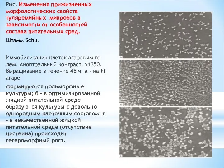 Рис. Изменения прижизненных морфологических свойств туляремийных микробов в зависимости от