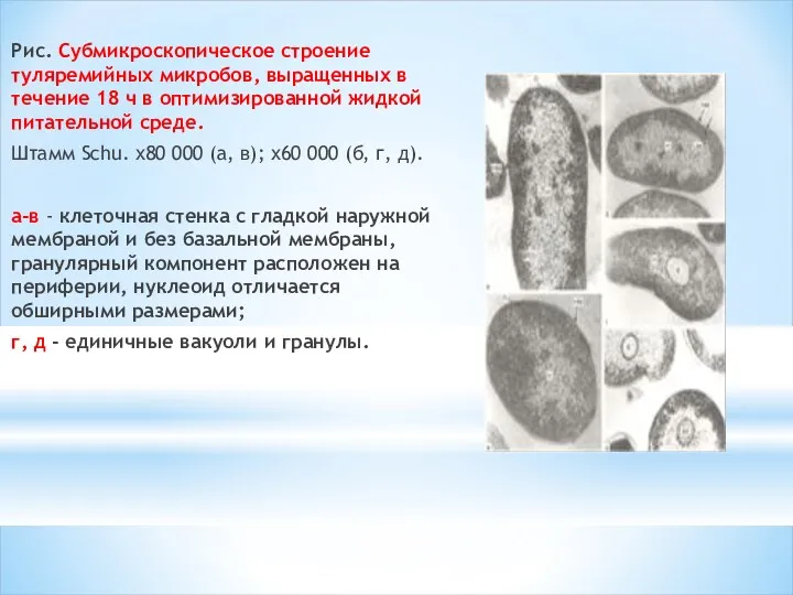 Рис. Субмикроскопическое строение туляремийных микробов, выращенных в течение 18 ч