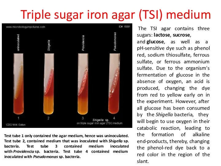 Triple sugar iron agar (TSI) medium The TSI agar contains