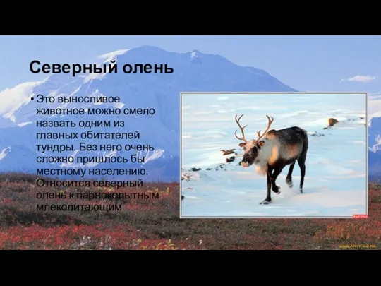 Северный олень Это выносливое животное можно смело назвать одним из