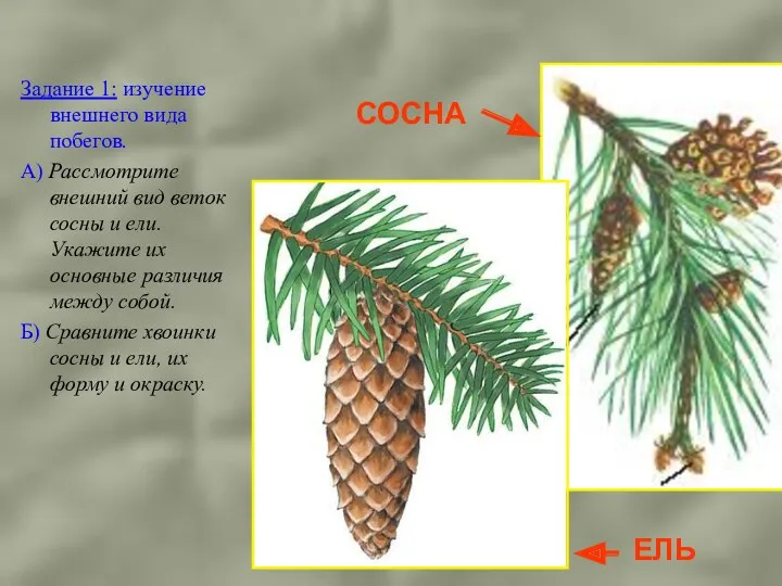 Задание 1: изучение внешнего вида побегов. А) Рассмотрите внешний вид веток сосны и