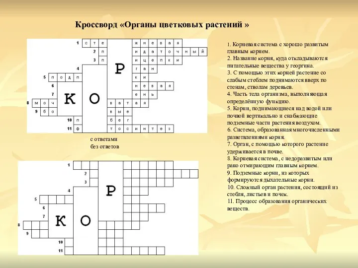 Кроссворд «Органы цветковых растений » с ответами без ответов 1. Корневая система с