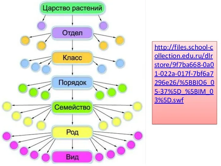 http://files.school-collection.edu.ru/dlrstore/9f7ba668-0a01-022a-017f-7bf6a7296e26/%5BBIO6_05-37%5D_%5BIM_03%5D.swf