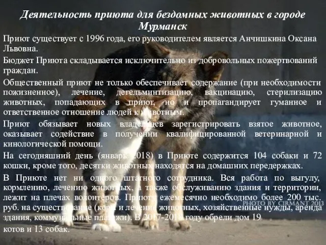 Деятельность приюта для бездомных животных в городе Мурманск Приют существует