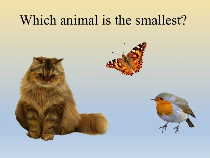 Which animal is the smallest?