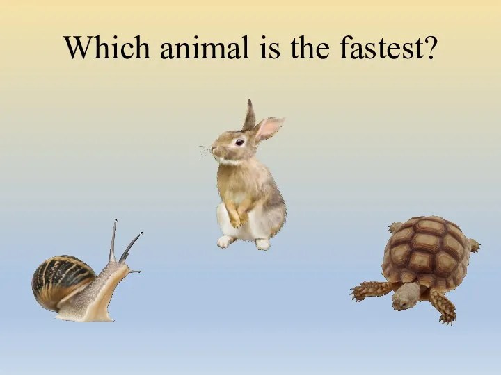 Which animal is the fastest?