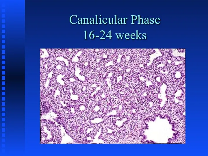 Canalicular Phase 16-24 weeks