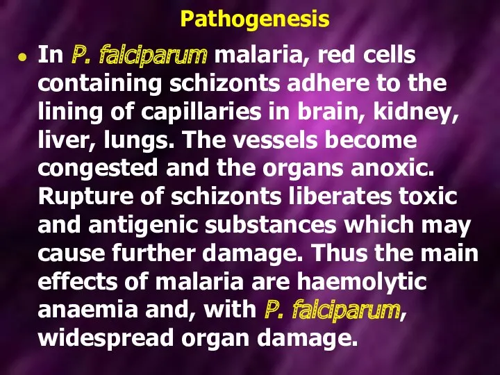 Pathogenesis In P. falciparum malaria, red cells containing schizonts adhere