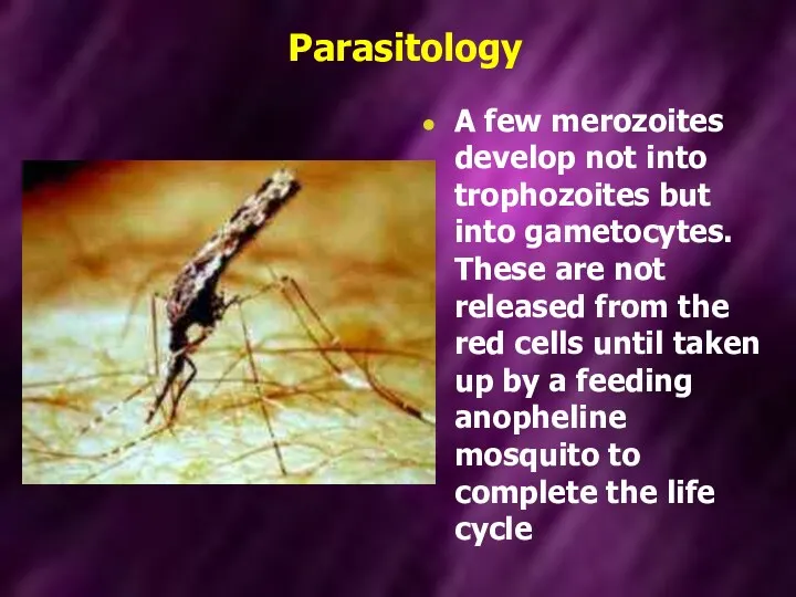 Parasitology A few merozoites develop not into trophozoites but into