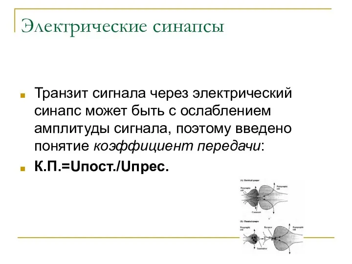 Электрические синапсы Транзит сигнала через электрический синапс может быть с