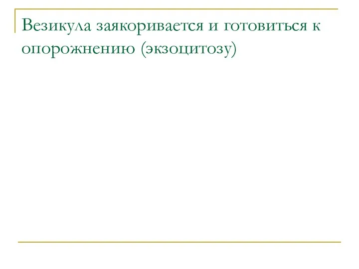 Везикула заякоривается и готовиться к опорожнению (экзоцитозу)