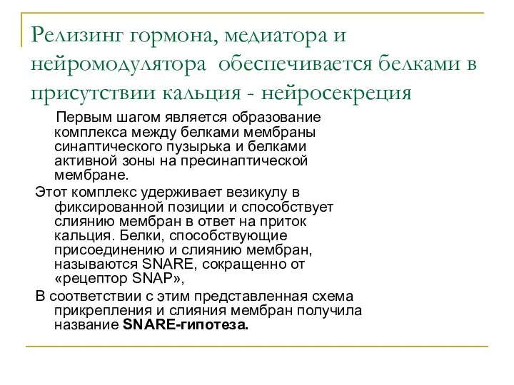 Релизинг гормона, медиатора и нейромодулятора обеспечивается белками в присутствии кальция