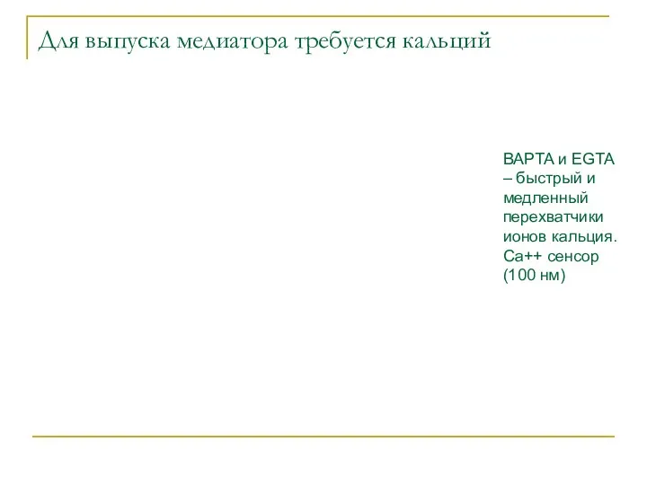 Для выпуска медиатора требуется кальций BAPTA и EGTA – быстрый и медленный перехватчики