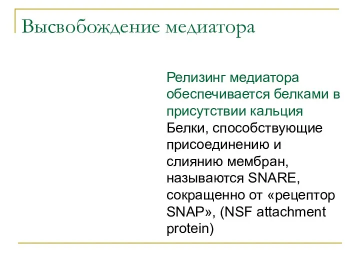 Высвобождение медиатора Релизинг медиатора обеспечивается белками в присутствии кальция Белки, способствующие присоединению и