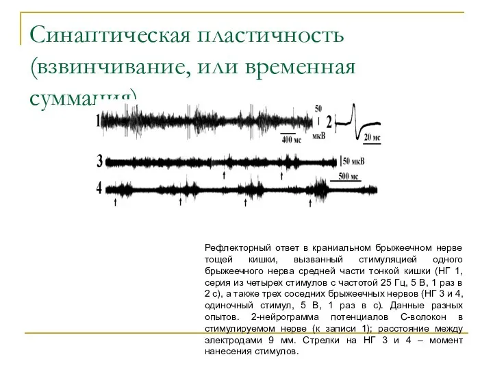 Синаптическая пластичность (взвинчивание, или временная суммация) Рефлекторный ответ в краниальном брыжеечном нерве тощей