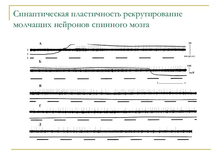 Синаптическая пластичность рекрутирование молчащих нейронов спинного мозга