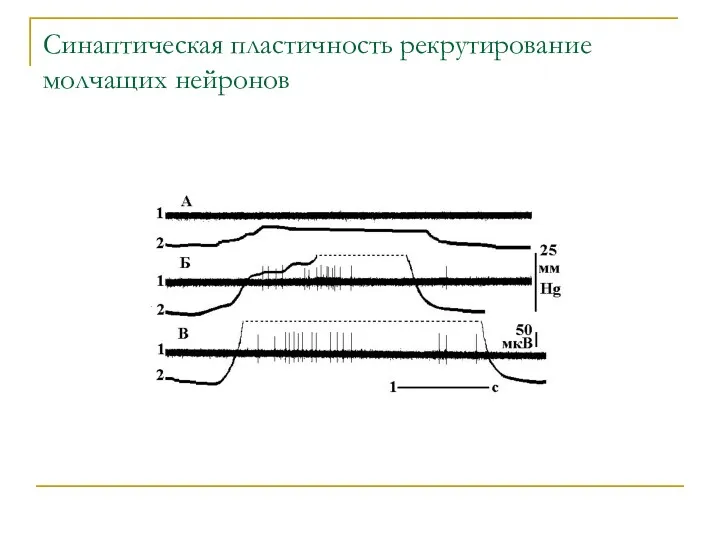 Синаптическая пластичность рекрутирование молчащих нейронов