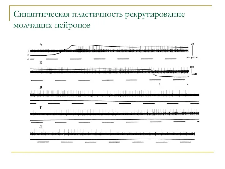 Синаптическая пластичность рекрутирование молчащих нейронов