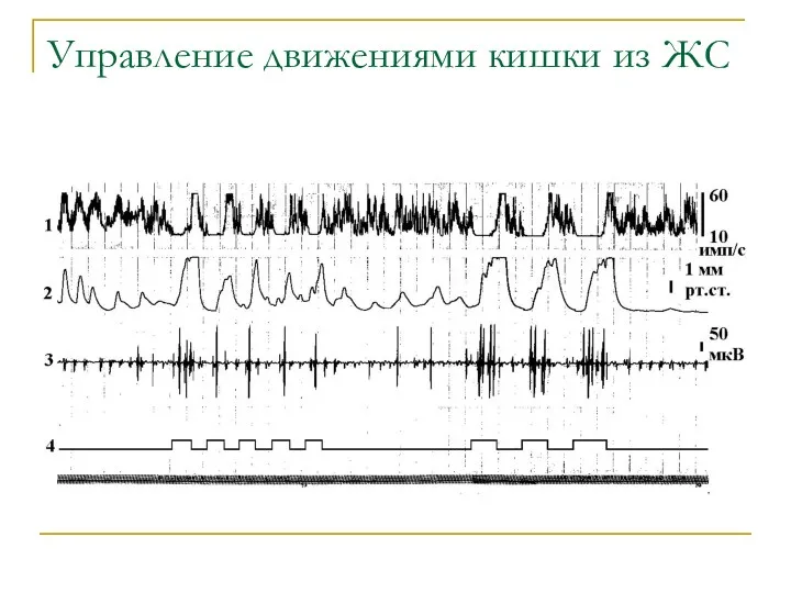 Управление движениями кишки из ЖС