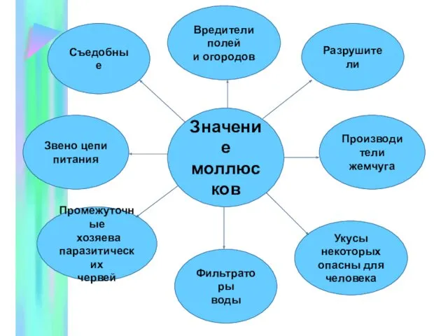 Значение моллюсков Съедобные Вредители полей и огородов Разрушители Укусы некоторых