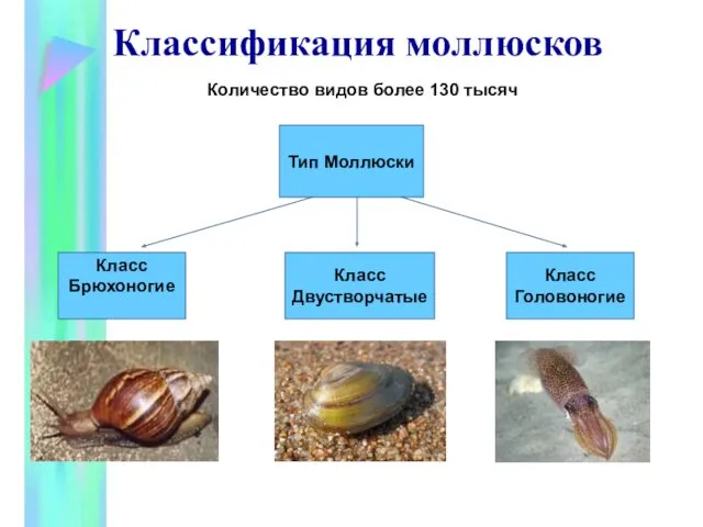 Классификация моллюсков Количество видов более 130 тысяч Тип Моллюски Класс Брюхоногие Класс Двустворчатые Класс Головоногие