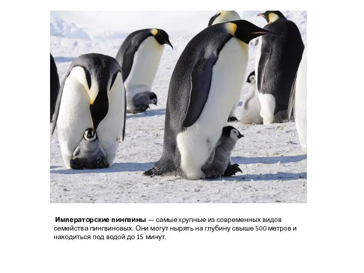 Императорские пингвины — самые крупные из современных видов семейства пингвиновых.