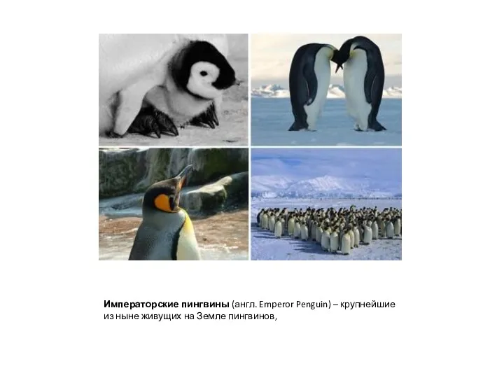 Императорские пингвины (англ. Emperor Penguin) – крупнейшие из ныне живущих на Земле пингвинов,
