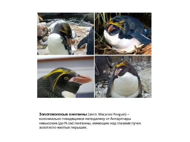 Золотоволосые пингвины (англ. Macaroni Penguin) – колониально гнездящиеся неподалеку от Антарктиды невысокие (до76