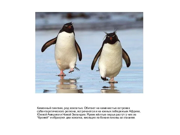 Каменный пингвин, род хохлатых. Обитает на каменистых островах субантарктического региона,