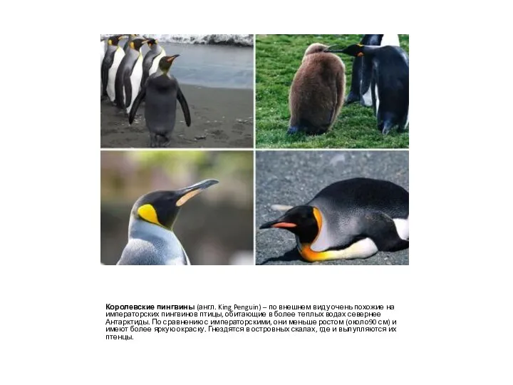 Королевские пингвины (англ. King Penguin) – по внешнем виду очень похожие на императорских