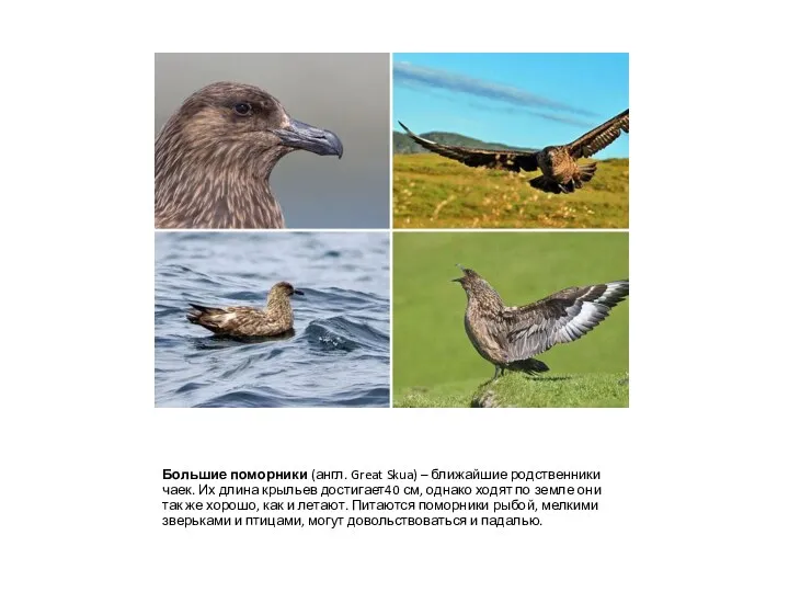 Большие поморники (англ. Great Skua) – ближайшие родственники чаек. Их