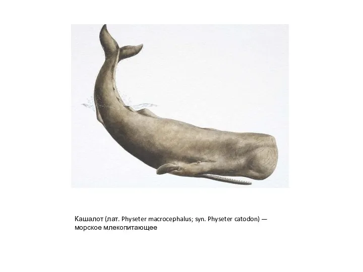 Кашалот (лат. Physeter macrocephalus; syn. Physeter catodon) — морское млекопитающее