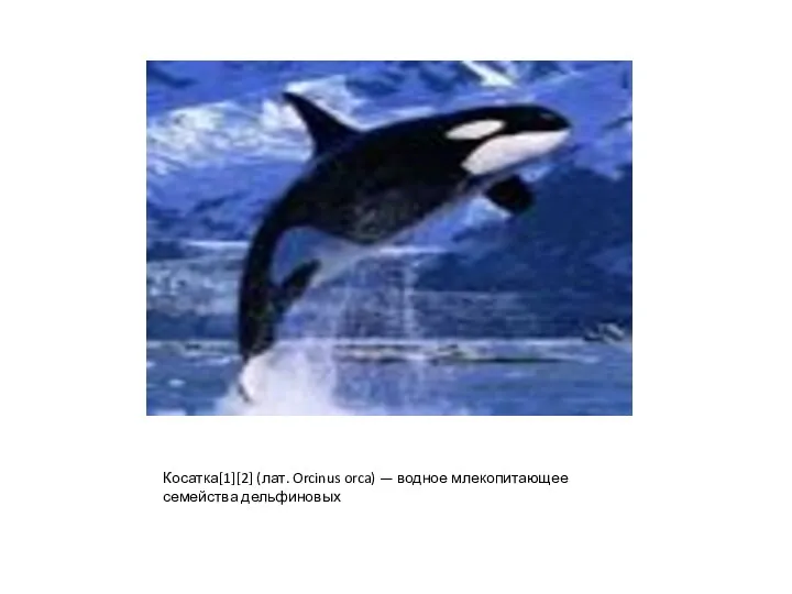 Косатка[1][2] (лат. Orcinus orca) — водное млекопитающее семейства дельфиновых