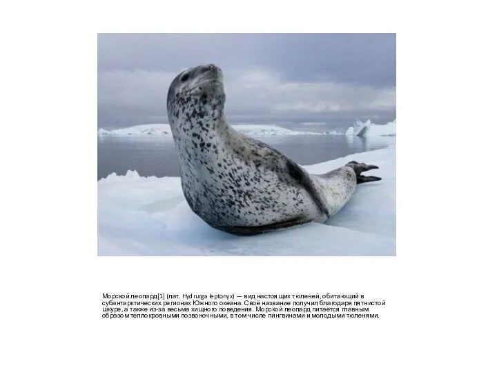 Морской леопард[1] (лат. Hydrurga leptonyx) — вид настоящих тюленей, обитающий в субантарктических регионах