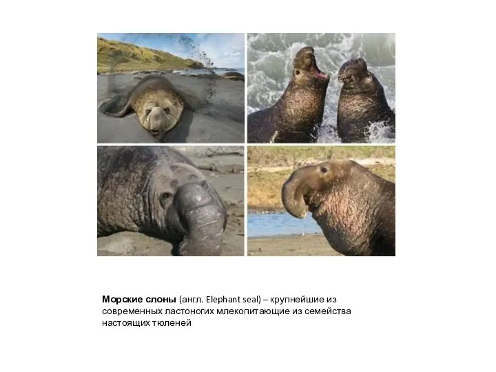 Морские слоны (англ. Elephant seal) – крупнейшие из современных ластоногих млекопитающие из семейства настоящих тюленей
